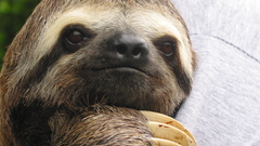 Sloth high