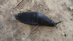 Slugs