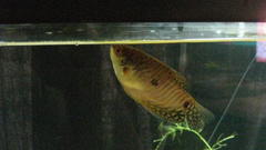 Smallgold gourami high
