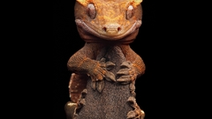 Smiling lizard