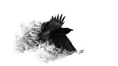 Smoke Birds crow crows artwork