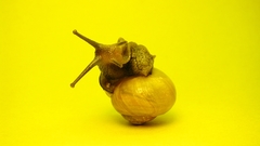 Snail hnk yellow snails