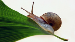 Snail Slug insect