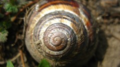 Snails close-up shells
