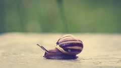 Snails depth of field molluscs