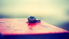 Snails depth of field molluscs