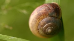 Snails garden snail molluscs