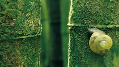 Snails Green Animals