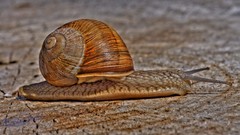 Snails HDR Photography molluscs