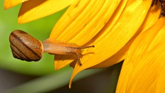 Snails insects flower petals yellow flowers molluscs