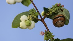 Snails insects molluscs