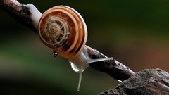 Snails insects molluscs