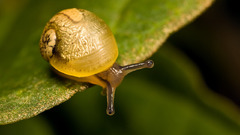 Snails macro molluscs