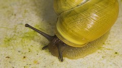 Snails molluscs