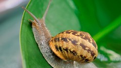 Snails molluscs