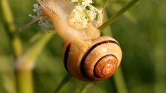 Snails molluscs