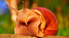 Snails molluscs
