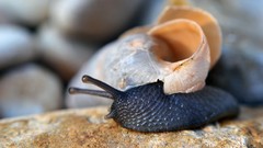 Snails molluscs