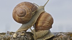 Snails molluscs