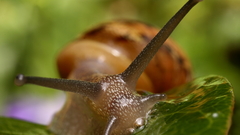 Snails molluscs Animals
