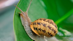 Snails mollusks molluscs