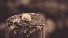 Snails monochrome depth of field