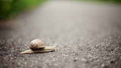 Snails roads blurred background molluscs
