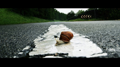 Snails roads molluscs