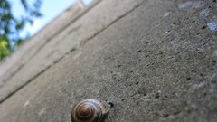 Snails roads molluscs