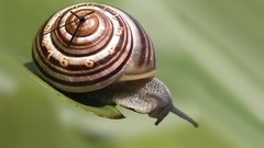 Snails shells molluscs