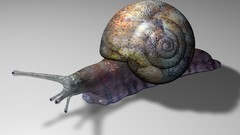 Snails shells molluscs