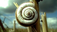 Snails shells molluscs