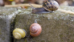 Snails snail Aquarium and