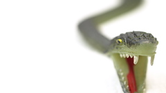 Snake gyvate schlange Animals