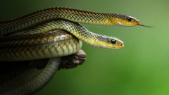 Snakes