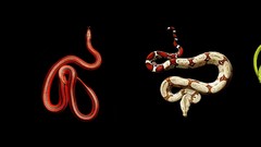 Snakes