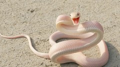 Snakes albino