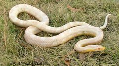 Snakes albino corn snake