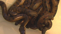 Snakes anaconda