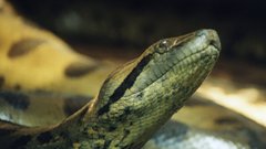 Snakes anaconda Reptiles