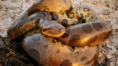Snakes anaconda Reptiles