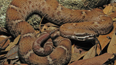 Snakes Arizona Reptiles rattlesnakes