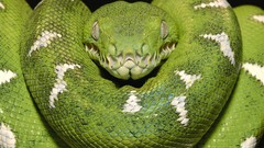 Snakes boa amazon emerald