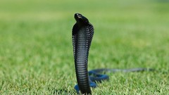 Snakes cobra