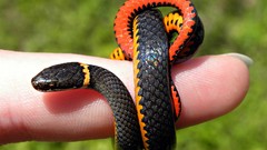 Snakes fingers Reptiles