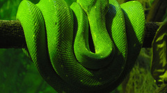 Snakes Green color reptile