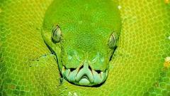 Snakes Green snake Reptiles