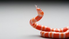 Snakes monochrome killer albino