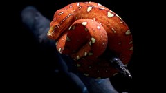 Snakes national geographic