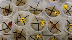 Snakes national geographic Reptiles